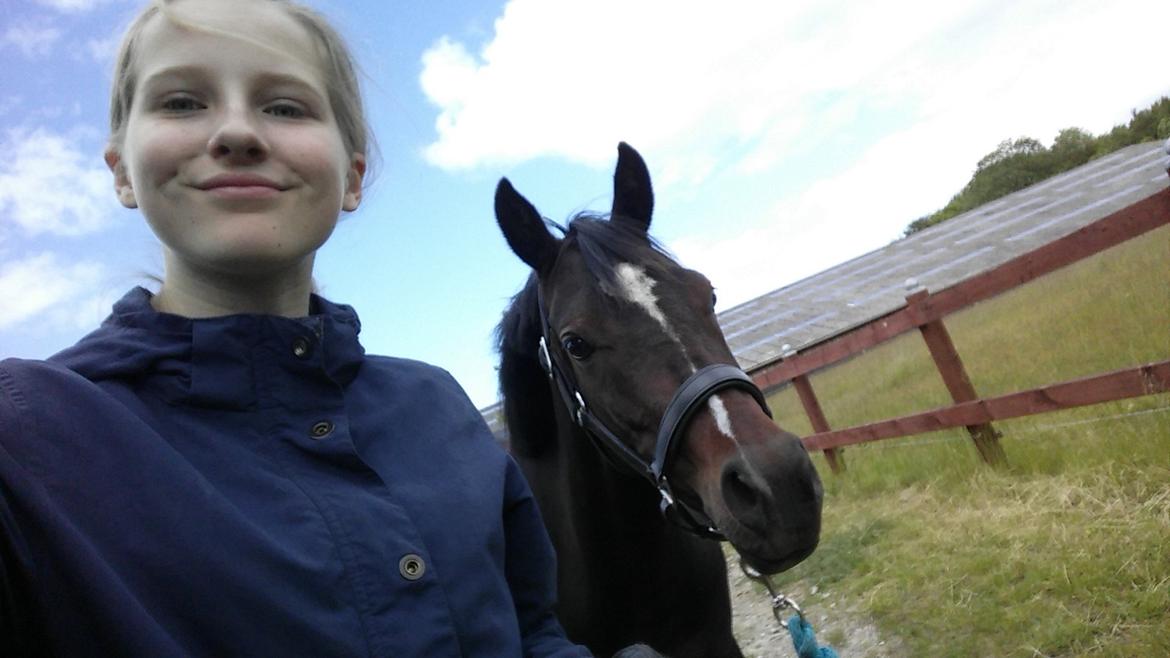 Tysk Sportspony AMK's Halo - My soulmate! <3 billede 8