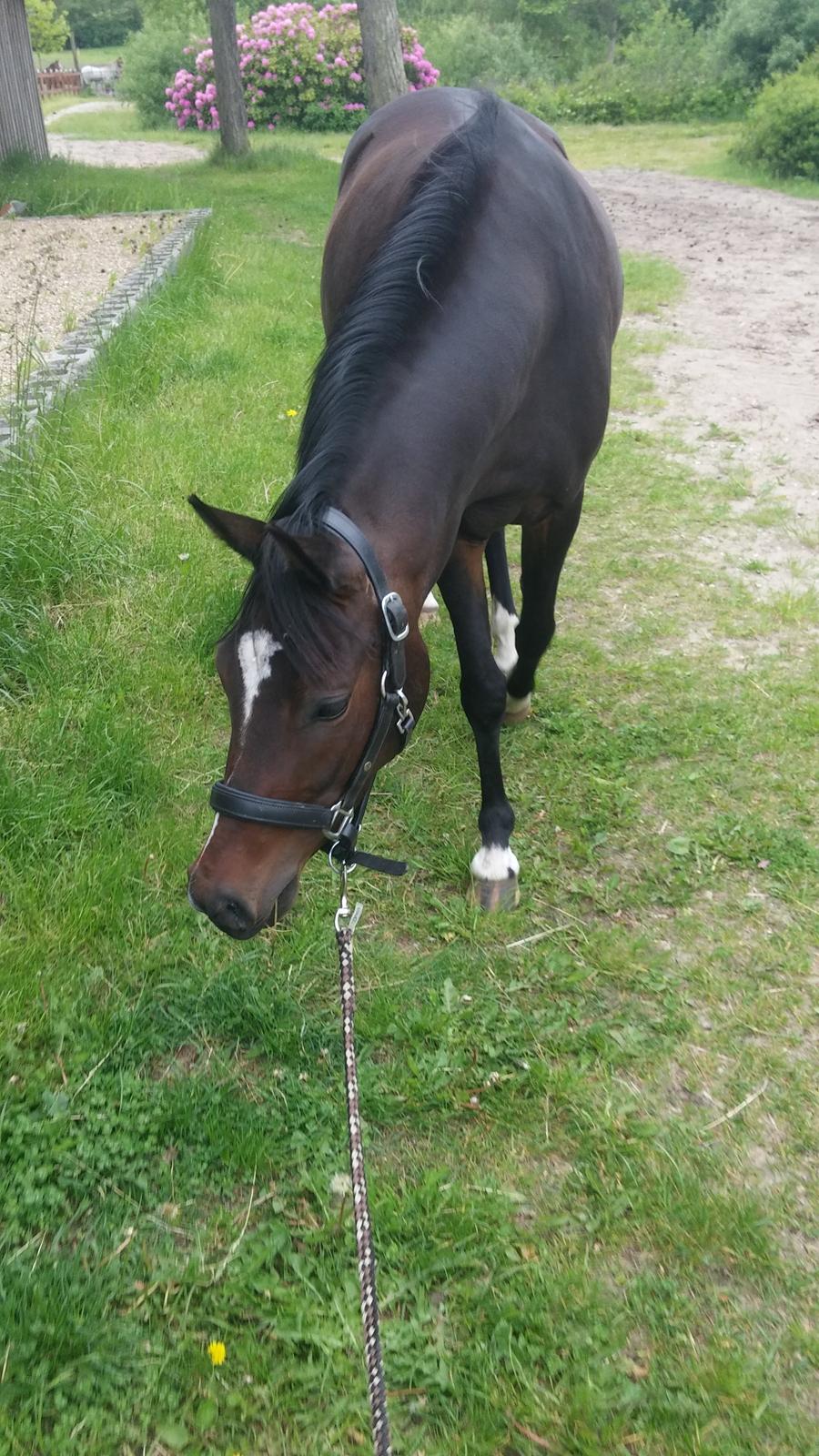 Tysk Sportspony AMK's Halo billede 16