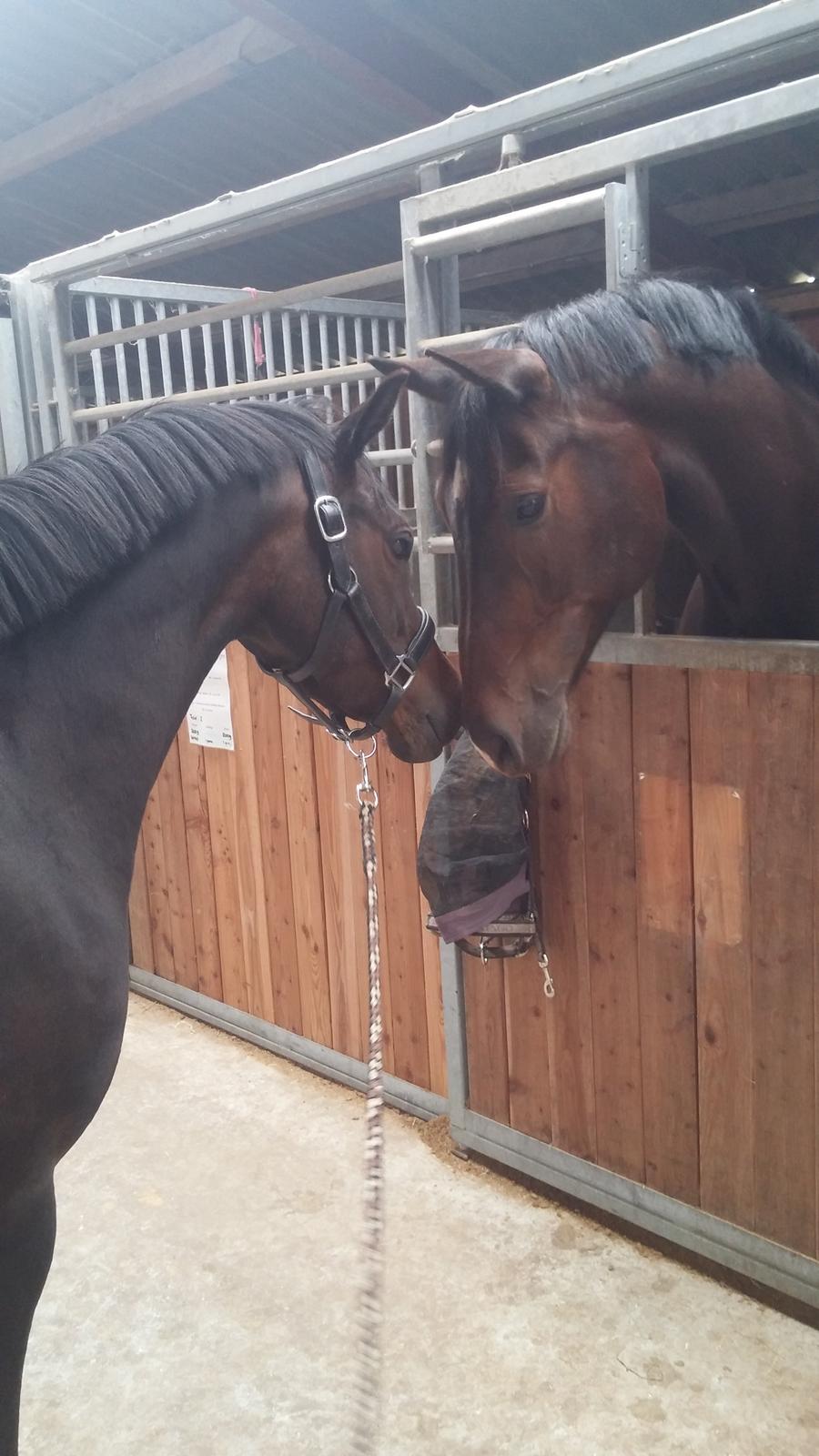 Tysk Sportspony AMK's Halo billede 15