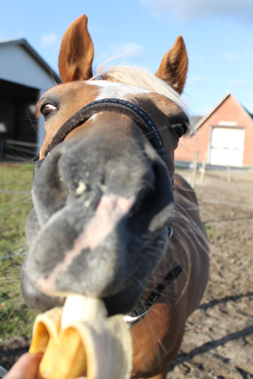 Haflinger Gipsy billede 10