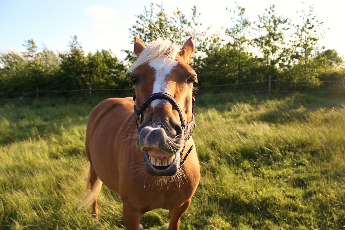 Haflinger Gipsy billede 24