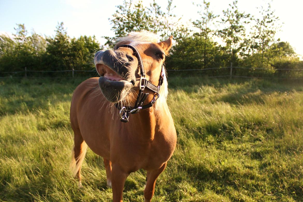 Haflinger Gipsy billede 35