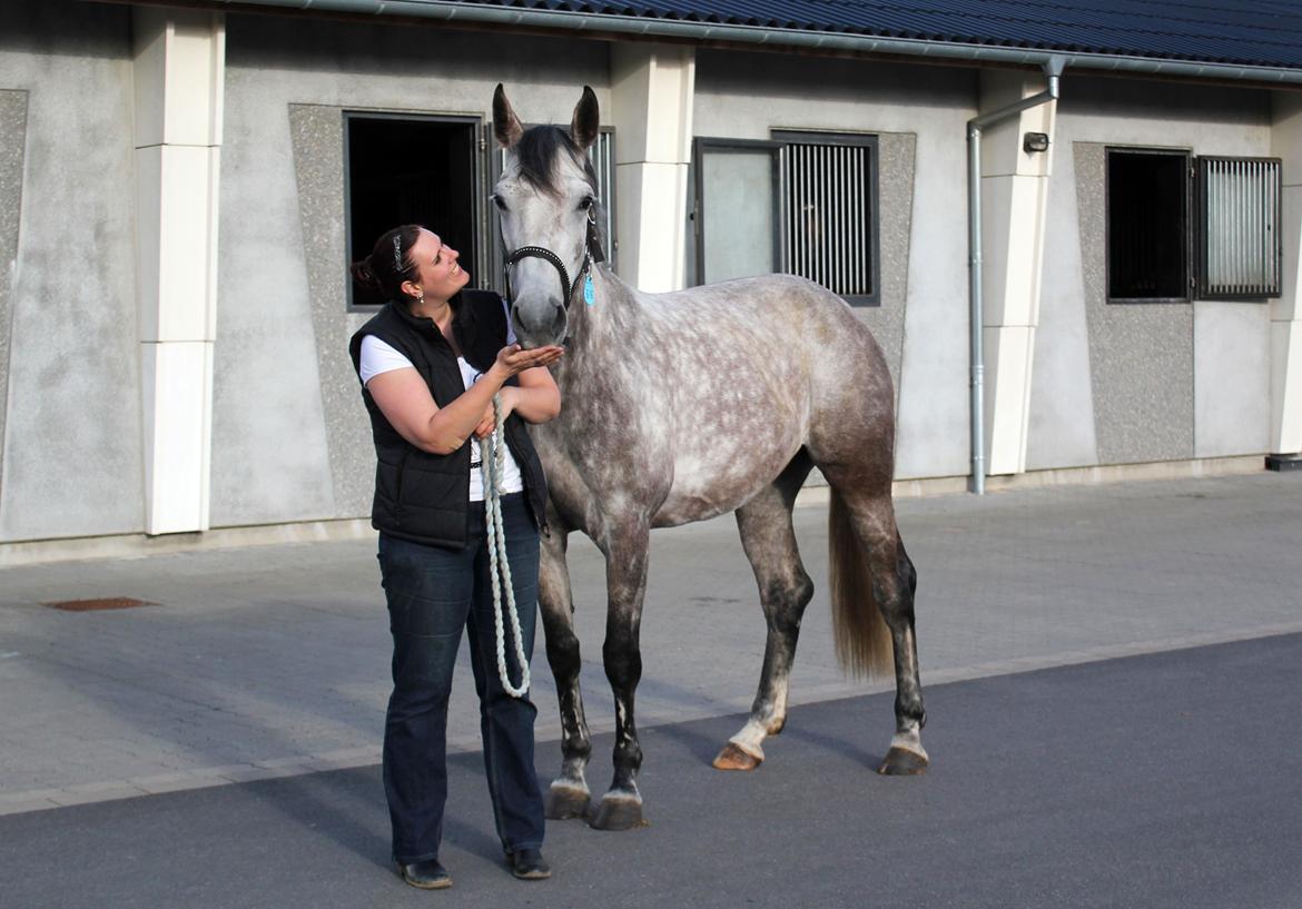 Dansk Varmblod Lambrié Vejen (Avlshoppe) - NYT: Osten på Blue Hors :) billede 28