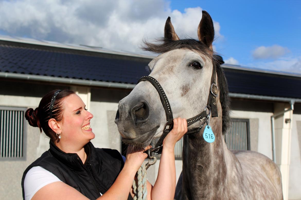 Dansk Varmblod Lambrié Vejen (Avlshoppe) - NYT: Besøg hos Osten på Blue Hors :) billede 33