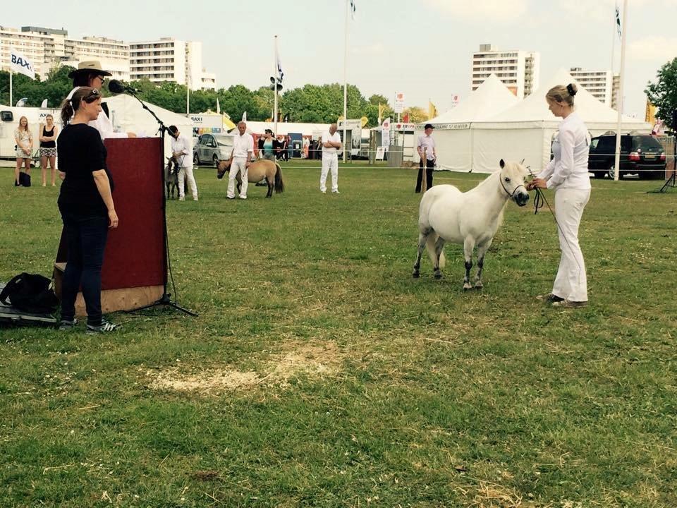 Dansk Miniature Mynte - Karakteristik på Det Fynske Dyrskue :-) billede 11
