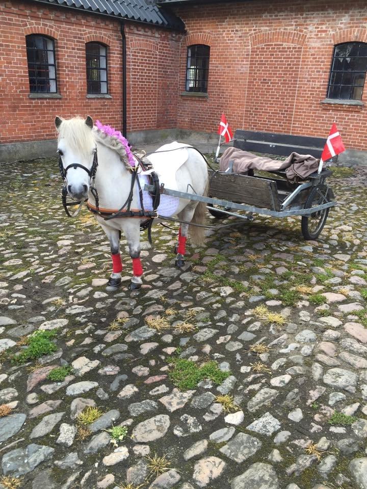 Dansk Miniature Mynte - Mynte kørte fødselsdagskørsel for min fætters kæreste :-) billede 14