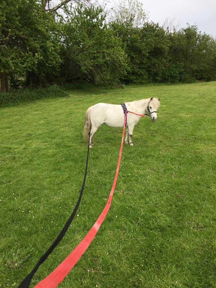 Dansk Miniature Mynte - Arbejde i dobbeltlonge <3 min stjerne! billede 15