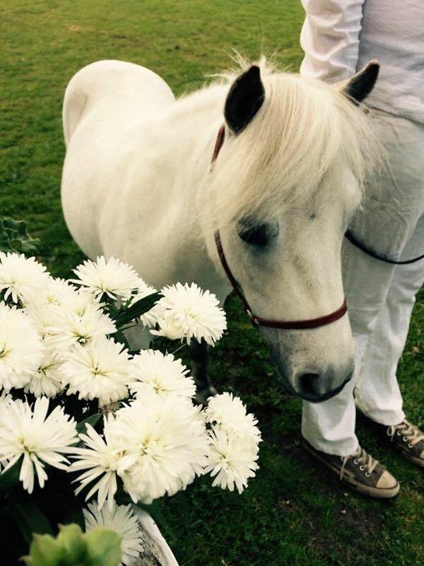 Dansk Miniature Mynte - Mynte på dyrskue <3 billede 17