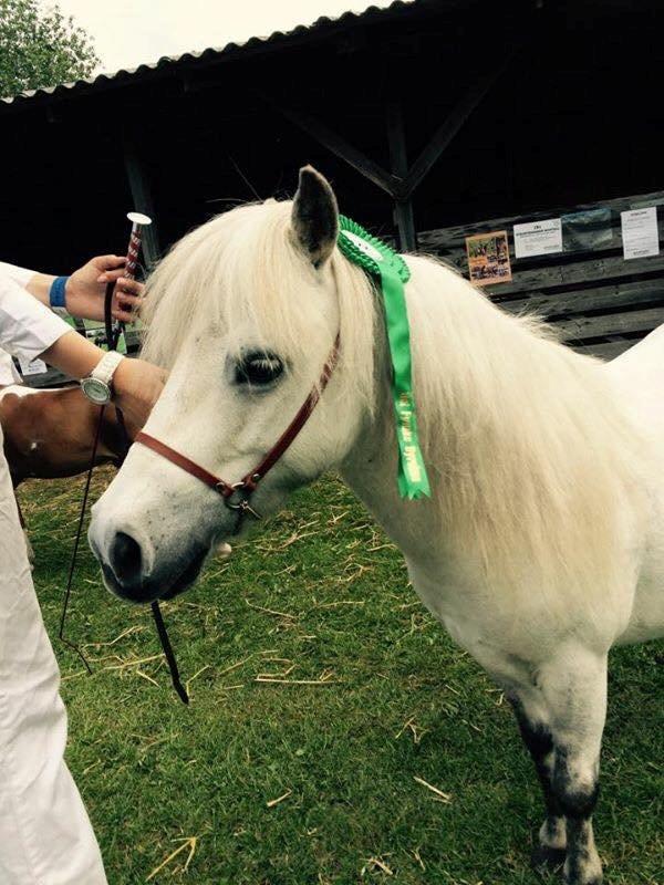 Dansk Miniature Mynte - Mynte med sin roset og 22 point på Det Fynske Dyrskue <3 billede 13