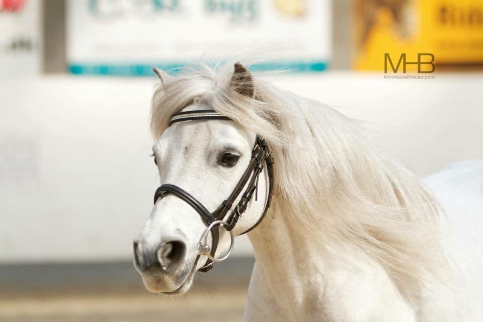 Dansk Miniature Mynte - Velkommen til Myntes profil :-) Her til kåring i DMHF billede 1