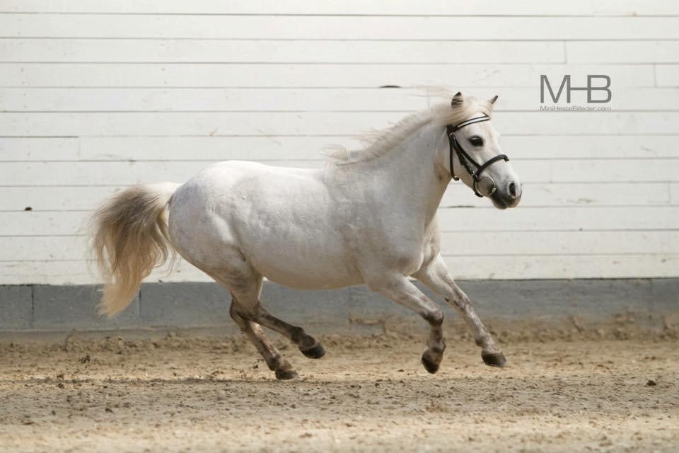 Dansk Miniature Mynte - Til kåring <3 billede 21