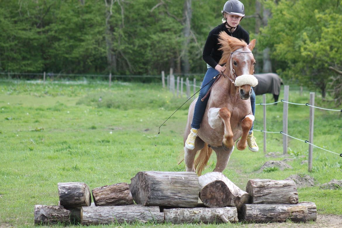 Hollandsk Sportspony Billy Boy - Love you<3 billede 12