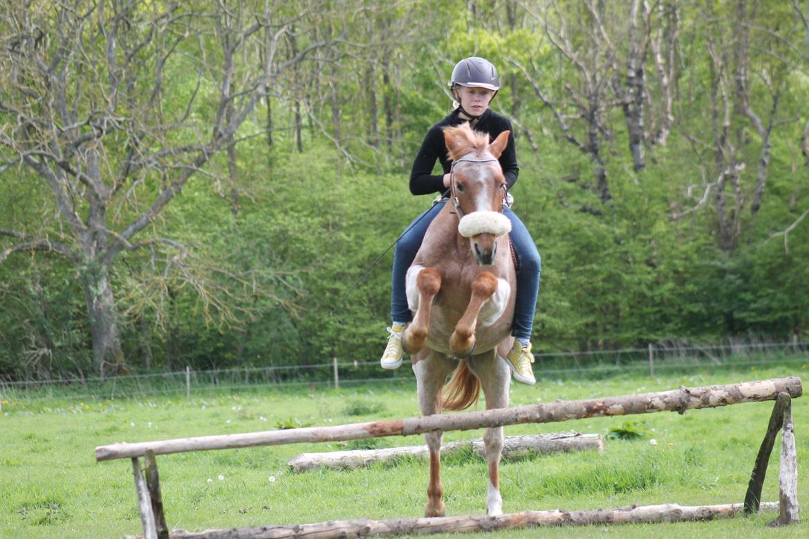 Hollandsk Sportspony Billy Boy billede 15