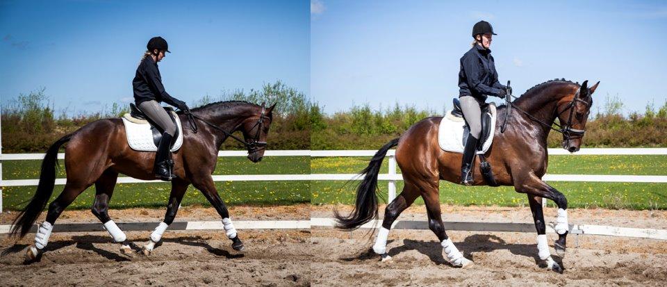 Dansk Varmblod Zucchero - Maj, 2015 billede 3