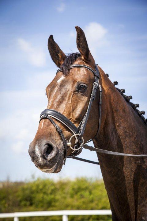 Dansk Varmblod Zucchero - Velkommen til Zuc's profil :-) billede 1