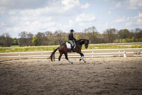 Dansk Varmblod Zucchero - Maj, 2015 billede 4