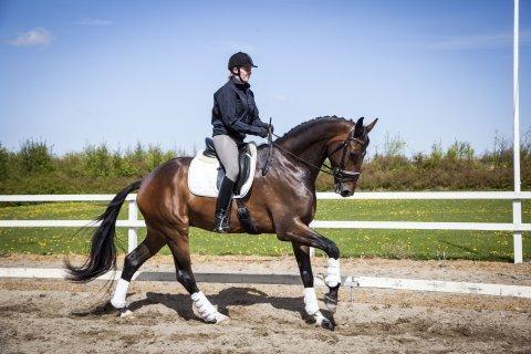 Dansk Varmblod Zucchero - Maj, 2015 billede 2