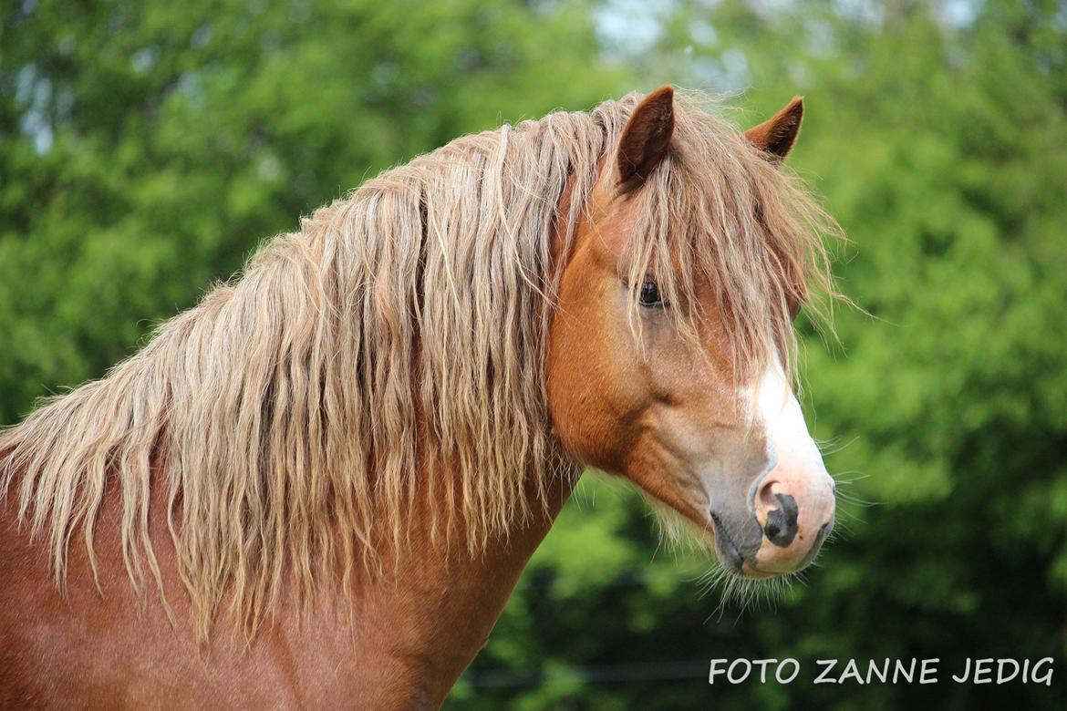 Welsh Mountain (sec A) Melanders Royal Dream - Dream Juni måned 2015 billede 2