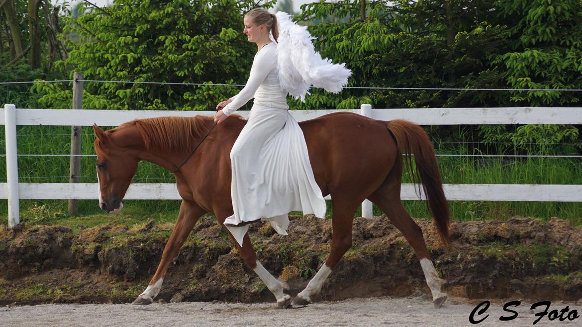 Anden særlig race † Tess † billede 16