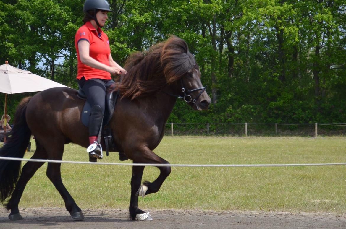 Islænder Stökull fra Studsgaard (Solgt) billede 1