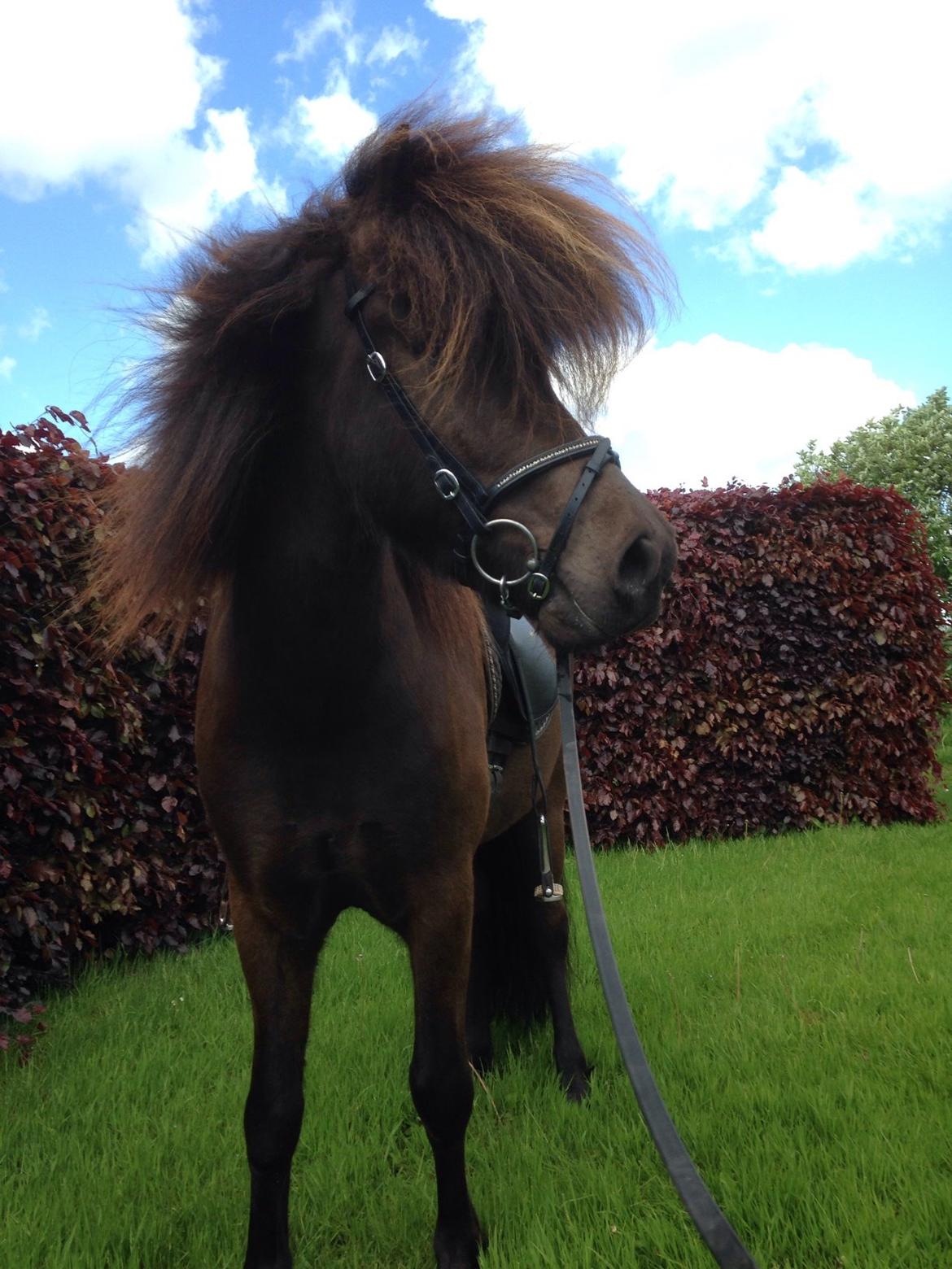 Islænder Stökull fra Studsgaard (Solgt) billede 3
