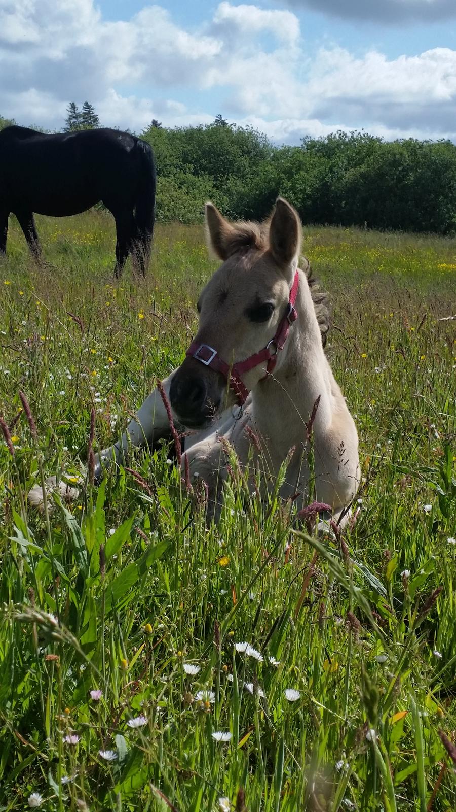 Anden særlig race Sukinox Her kommer jeg *Kalle* billede 2