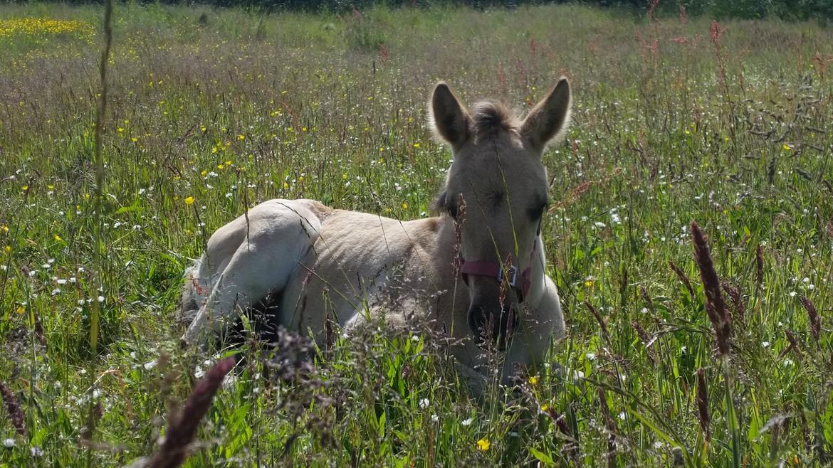 Anden særlig race Sukinox Her kommer jeg *Kalle* billede 3