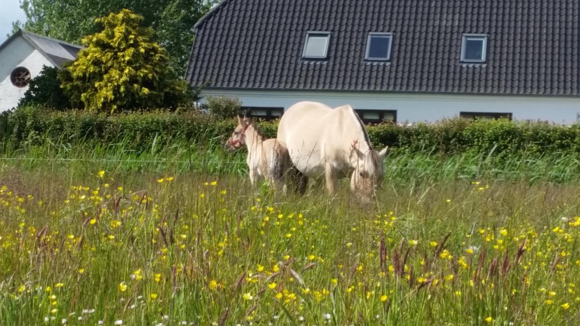 Anden særlig race Sukinox Her kommer jeg *Kalle* billede 4