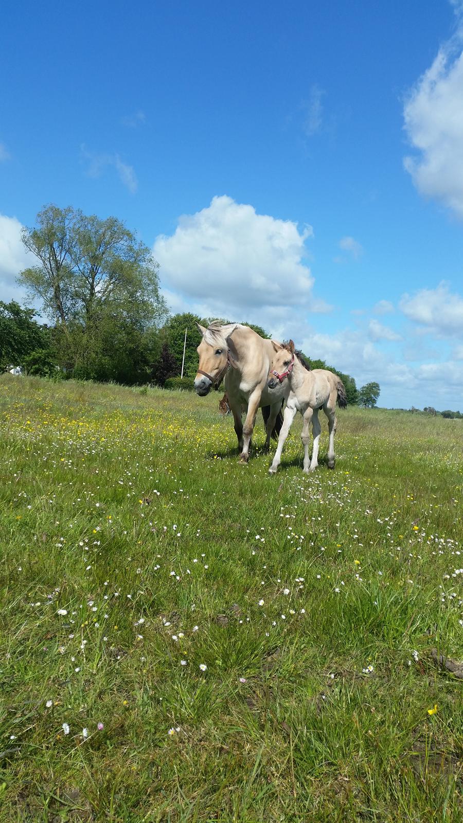 Anden særlig race Sukinox Her kommer jeg *Kalle* billede 5