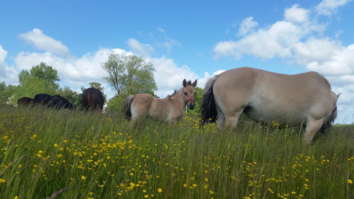 Anden særlig race Sukinox Her kommer jeg *Kalle* billede 8