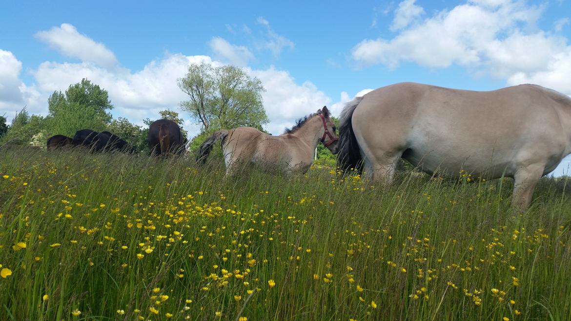Anden særlig race Sukinox Her kommer jeg *Kalle* billede 9