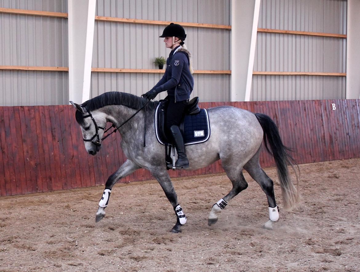 Holstener Cera Lyngriis billede 1