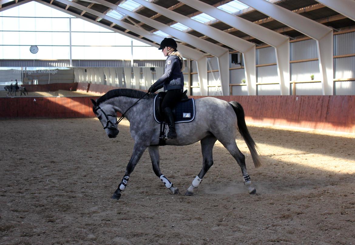 Holstener Cera Lyngriis billede 2