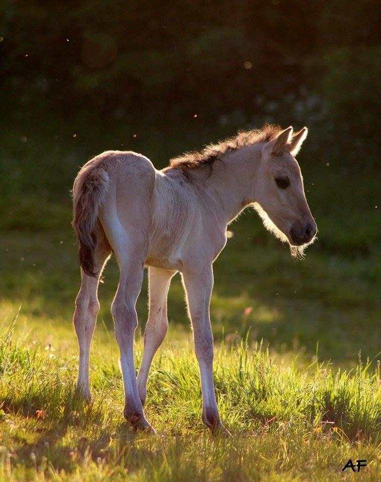Anden særlig race Sukinox Her kommer jeg *Kalle* billede 1