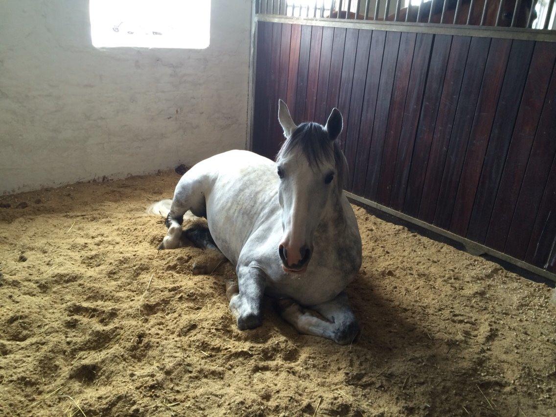 Svensk Sportspony  Uriah Heep A pony billede 9