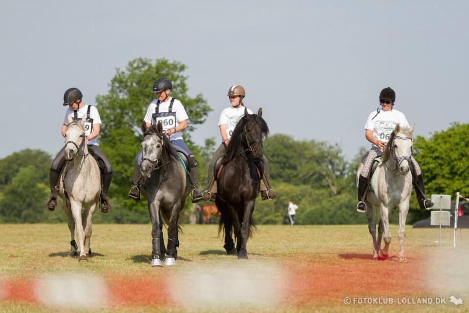 Arabisk fuldblod (OX) Jerome milano  *tidl. Part* billede 8