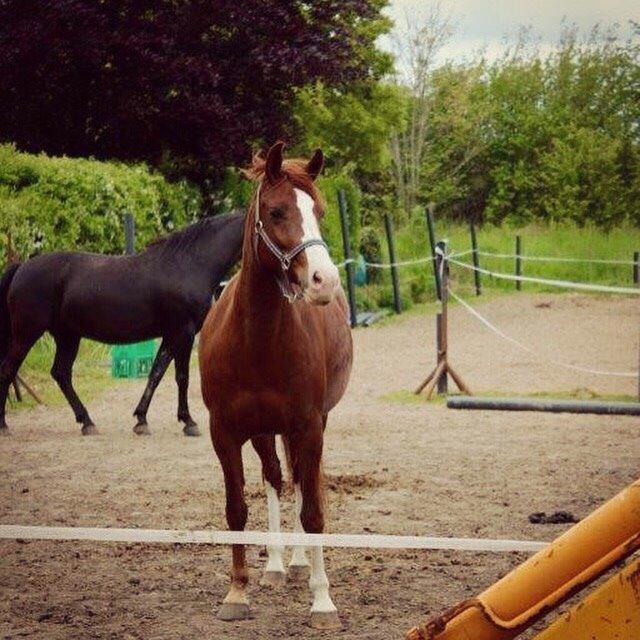 Anden særlig race Millinia billede 6