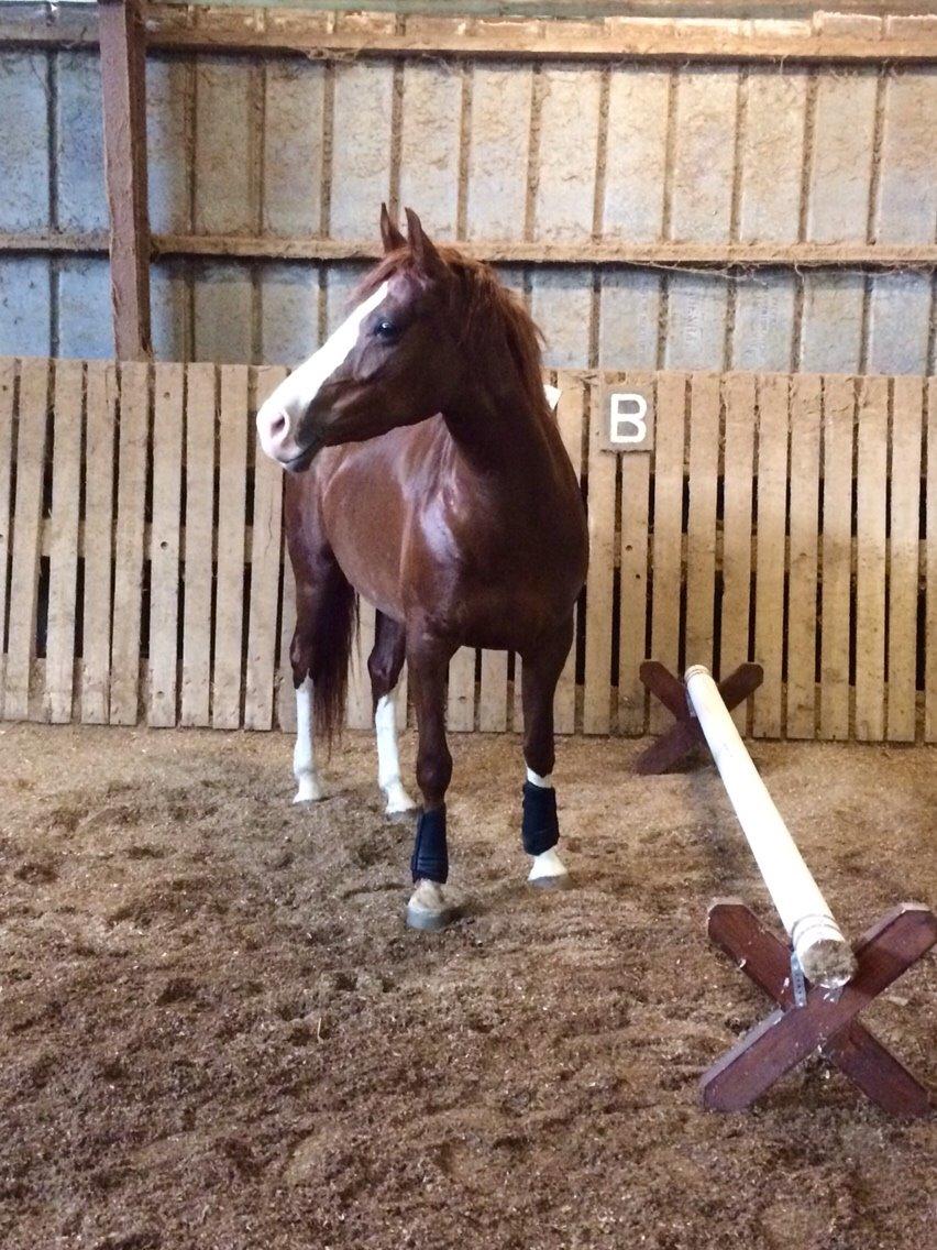 Anden særlig race Millinia billede 7