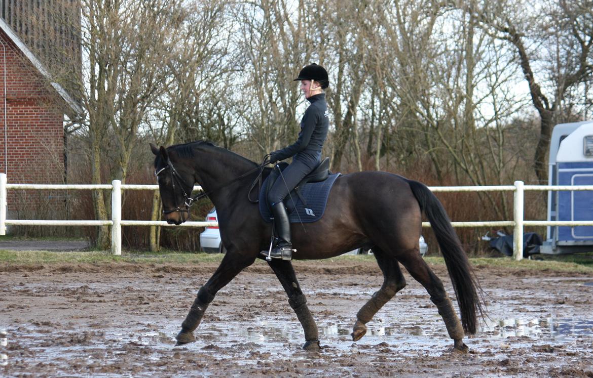 Dansk Varmblod NICOLAS STIDSHOLT - Marts 2015 - Foto: Anja Kristjansen billede 14