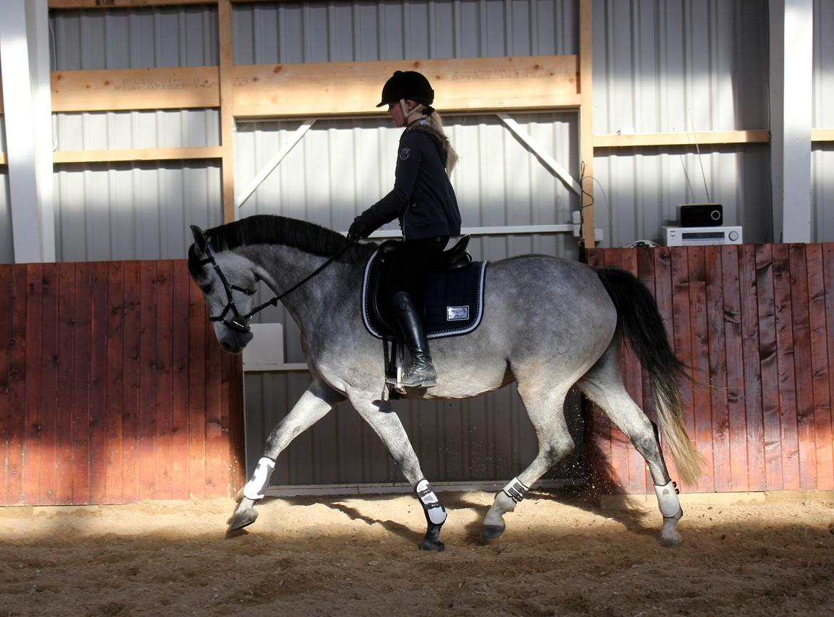 Holstener Cera Lyngriis billede 4