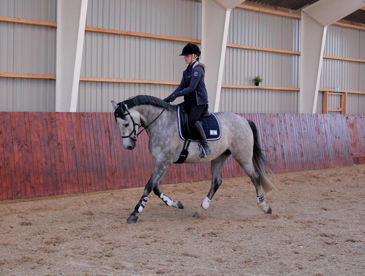 Holstener Cera Lyngriis billede 3