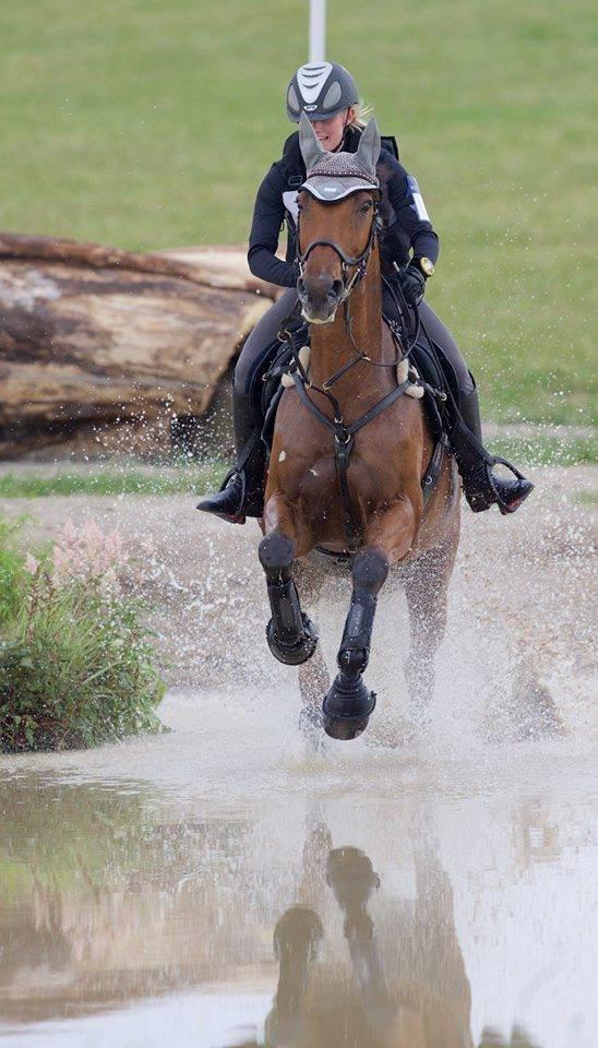 Dansk Varmblod Chili - Z (Ramona) billede 4