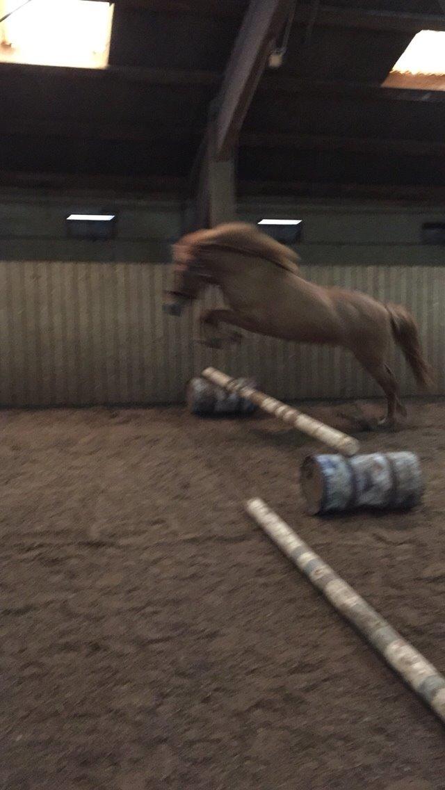 Islænder Tritla - Trille <3 billede 10