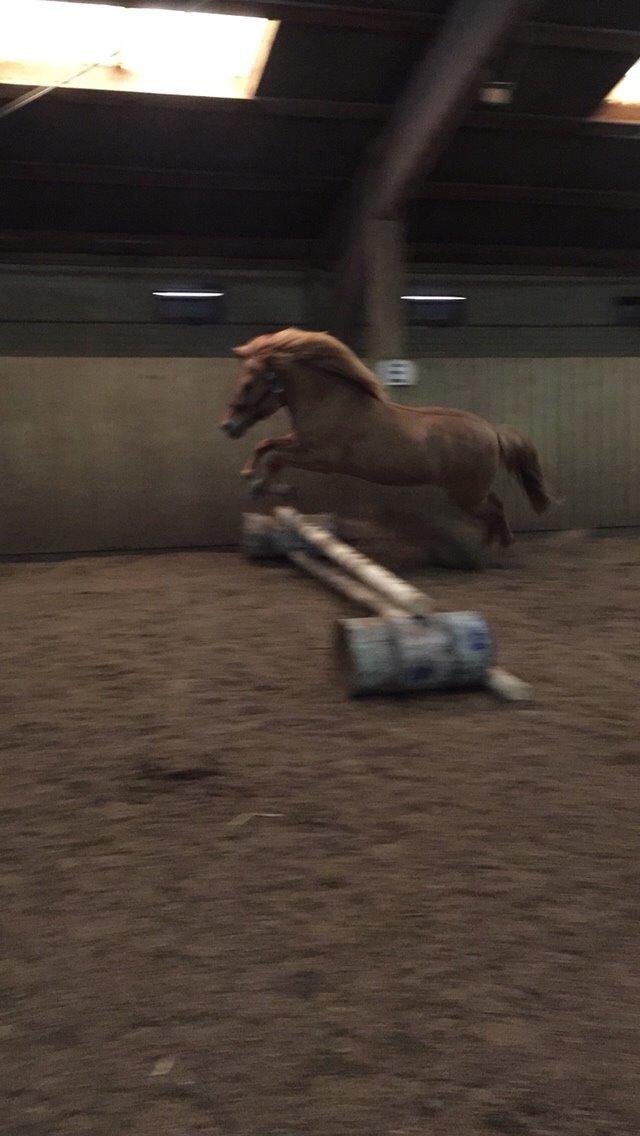 Islænder Tritla - Trille <3 billede 11