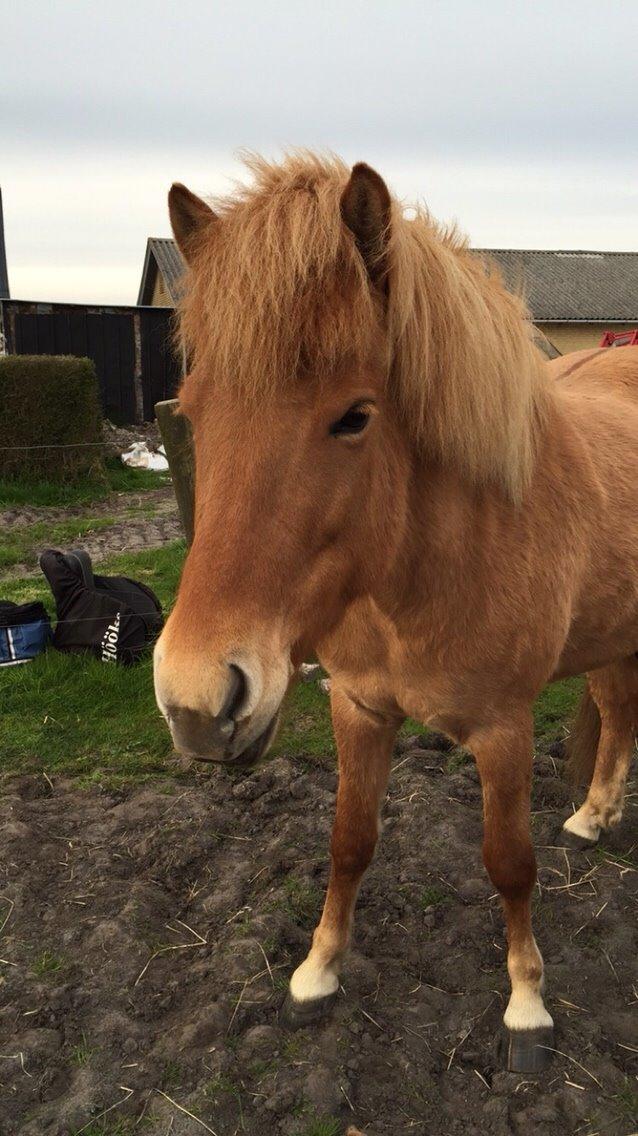 Islænder Tritla - Trille <3 billede 13