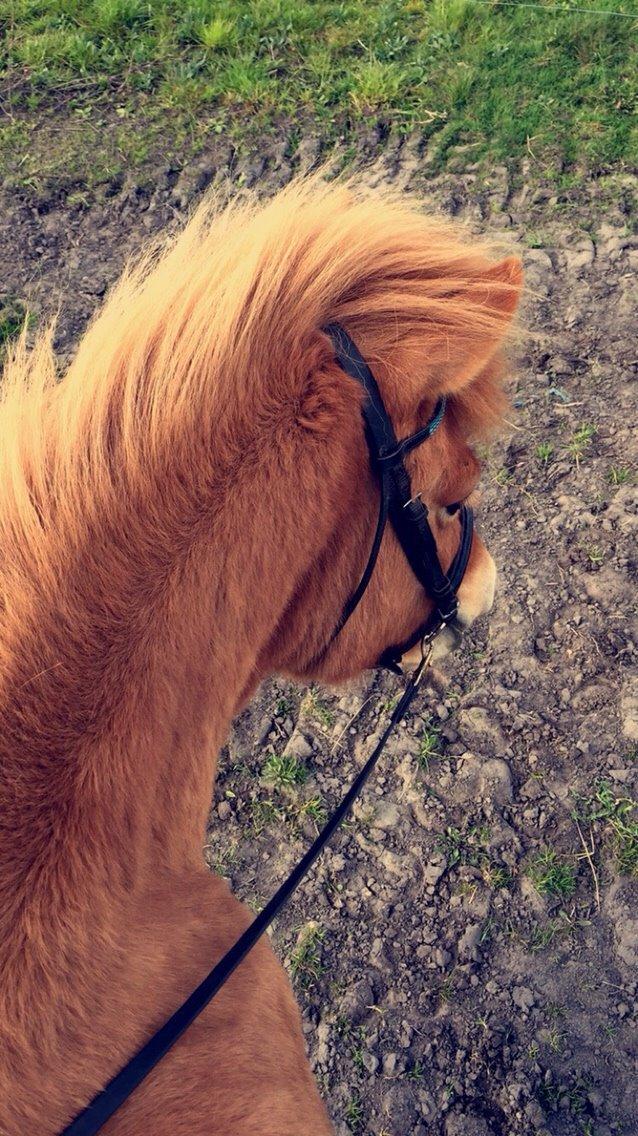 Islænder Tritla - Trille <3 billede 14