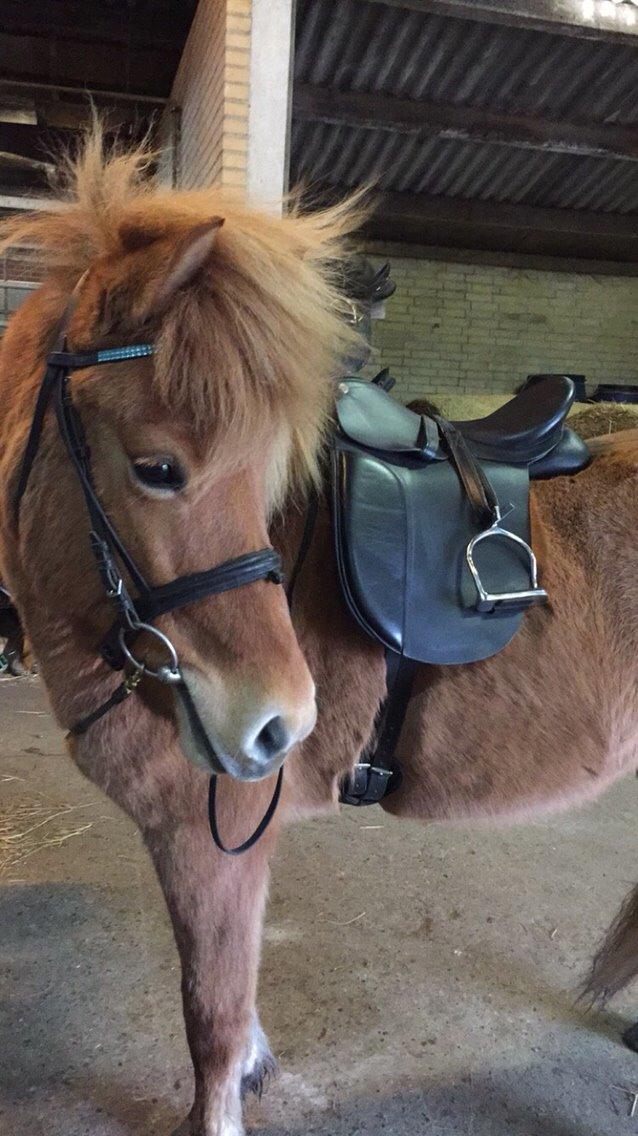 Islænder Tritla - Trille <3 billede 17