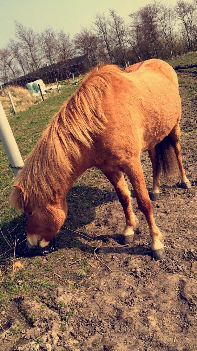 Islænder Tritla - Trille <3 billede 16