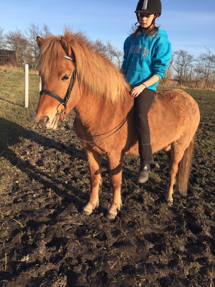 Islænder Tritla - Trille <3 billede 19