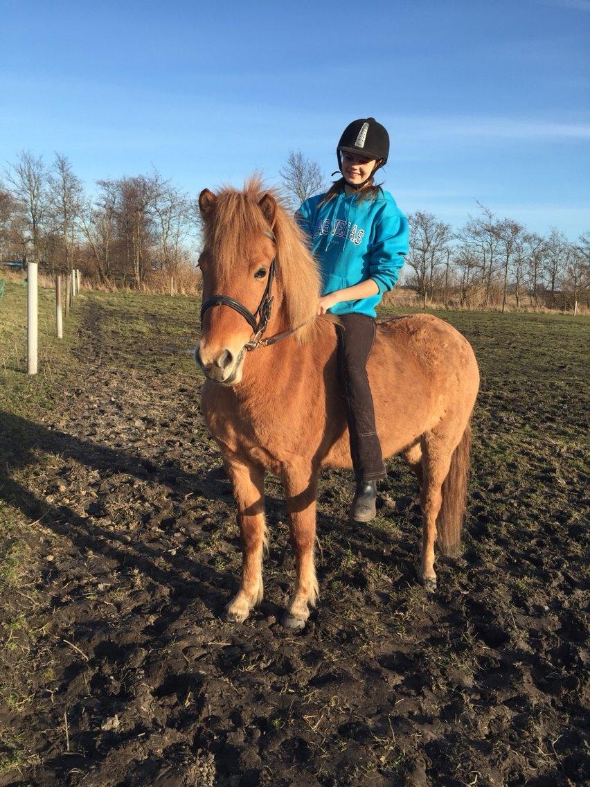 Islænder Tritla - Trille <3 billede 20